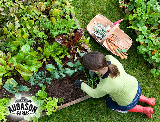 Augason Farms: Vegetable Garden Seeds Can